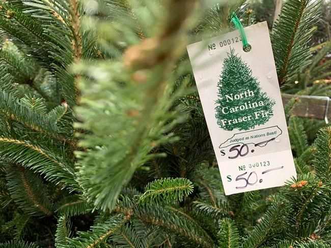 'Shop early': US Christmas trees supplies tight, prices up | iNFOnews.ca