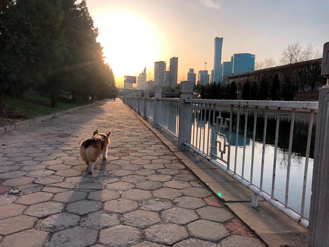 VIRUS DIARY: In Beijing, finally, a tentative spring blooms | iNFOnews.ca
