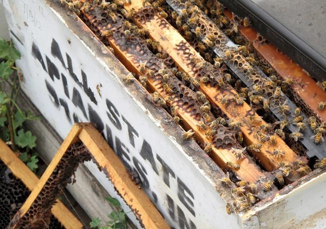 Bee industry buzzing: Stolen hives recovered in California | iNFOnews.ca Bee industry buzzing: Stolen hives recovered in California | iNFOnews.ca
