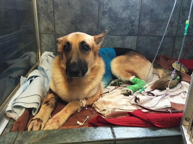 Hero dog saves 7-year-old girl from rattlesnake | iNFOnews.ca Hero dog saves 7-year-old girl from rattlesnake | iNFOnews.ca