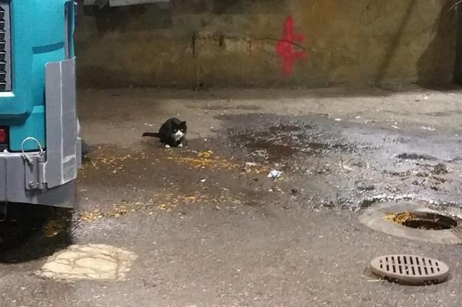Stray cat patrol: Feral felines deployed in NYC war on rats | iNFOnews.ca Stray cat patrol: Feral felines deployed in NYC war on rats | iNFOnews.ca