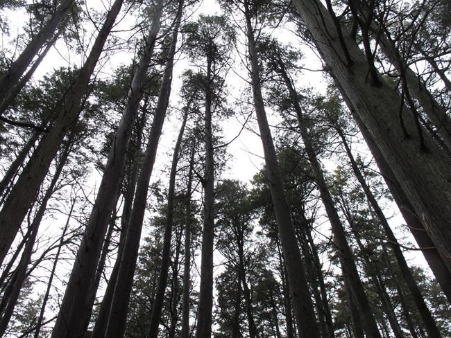 The Latest: Hotly contested Pinelands pipeline approved | iNFOnews.ca The Latest: Hotly contested Pinelands pipeline approved | iNFOnews.ca