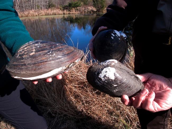 Shell shock: Giant invasive mussels eradicated from US ponds | iNFOnews.ca Shell shock: Giant invasive mussels eradicated from US ponds | iNFOnews.ca