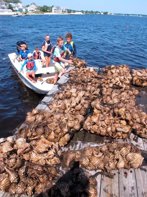 Oyster seeding: A 'tangible, physical' way to help the water | iNFOnews.ca
