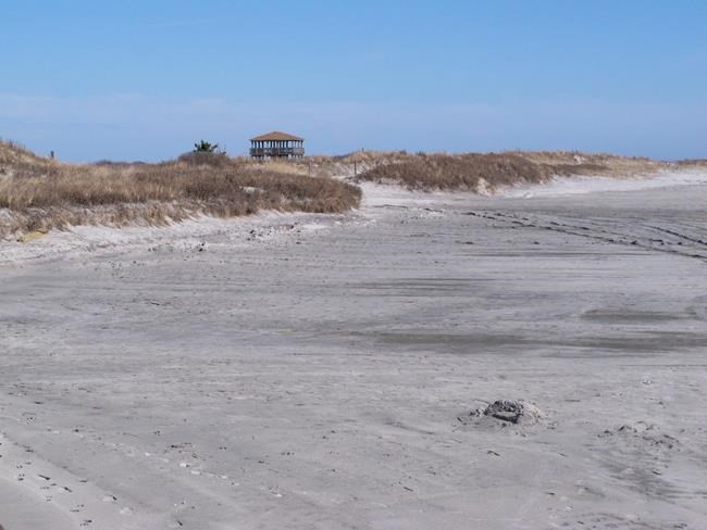 Needs of birds, wants of drivers collide on unspoiled beach | iNFOnews.ca Needs of birds, wants of drivers collide on unspoiled beach | iNFOnews.ca
