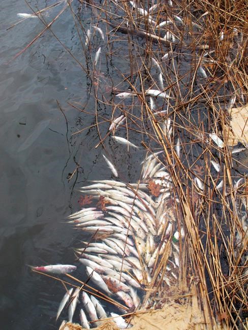 NJ blames bacteria for dead fish in rivers, bays since fall | iNFOnews.ca