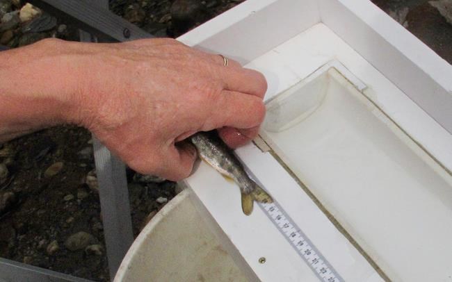 After generations, salmon back in Lake Champlain tributaries | iNFOnews.ca After generations, salmon back in Lake Champlain tributaries | iNFOnews.ca