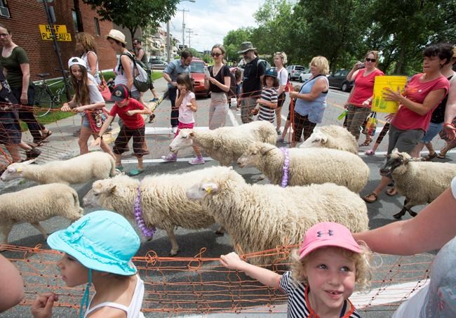 Flock of sheep move through streets of Montreal to carry on lawnmowing duties | iNFOnews.ca CP2060564704