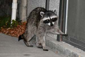 A raccoon is at the back door of a residence at night.