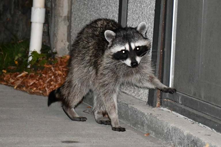A raccoon is at the back door of a residence at night.