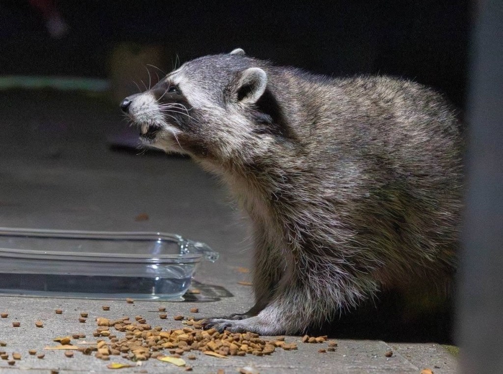 iN PHOTOS: Fall season prime time for raccoon activity in Thompson-Okanagan | iNFOnews.ca