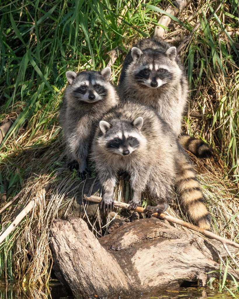 iN PHOTOS: Fall season prime time for raccoon activity in Thompson-Okanagan | iNFOnews.ca