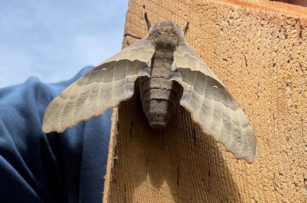 iN PHOTOS: Three species of mega-sized moths flying around Thompson-Okanagan | iNFOnews.ca iN PHOTOS: Three species of mega-sized moths flying around Thompson-Okanagan | iNFOnews.ca