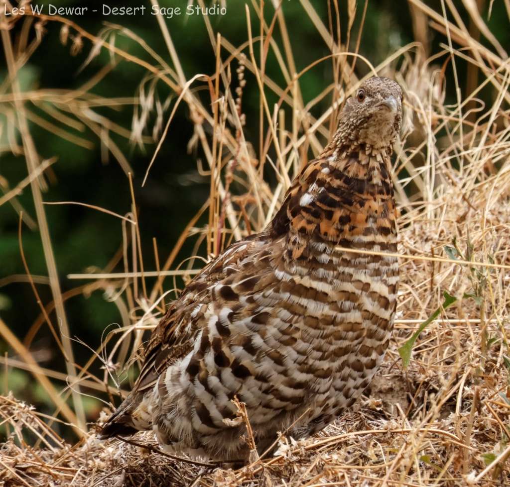 iN PHOTOS: Four species of grouse in the Thompson-Okanagan | iNFOnews.ca iN PHOTOS: Four species of grouse in the Thompson-Okanagan | iNFOnews.ca