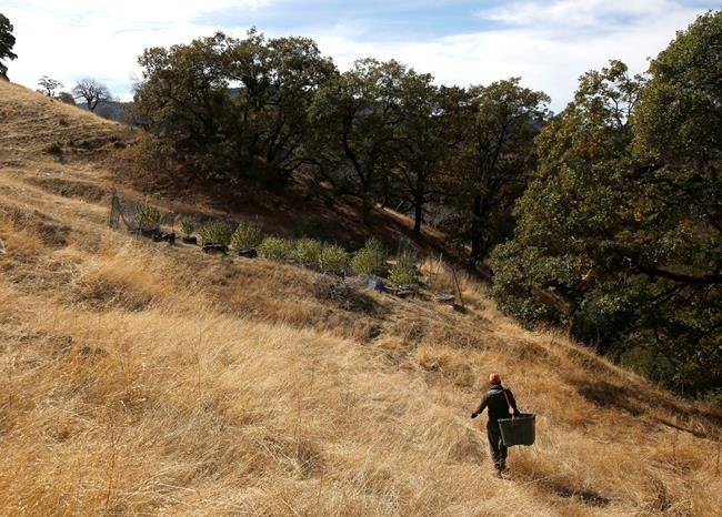 Weed as way of life: California farmers divided on legal bud | iNFOnews.ca