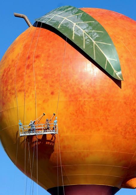 Peach war gets juicy: Georgia, SC spar over which is better | iNFOnews.ca