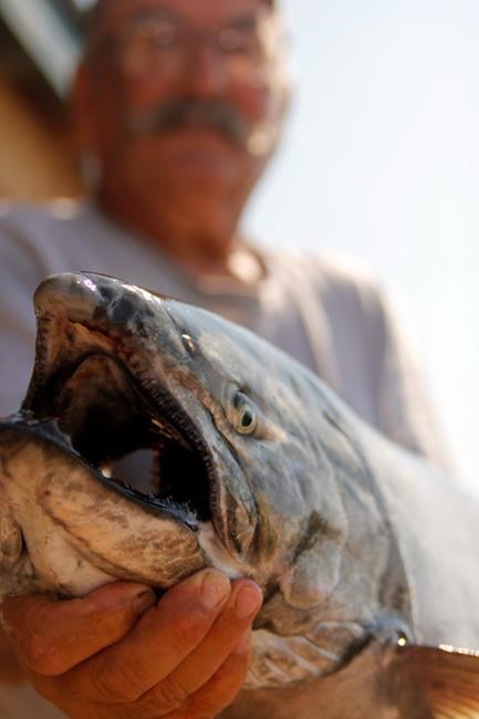 Salmon egg collections boom at 1 lake, sag at another | iNFOnews.ca