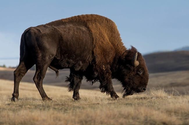 American bison designated national mammal of US | iNFOnews.ca