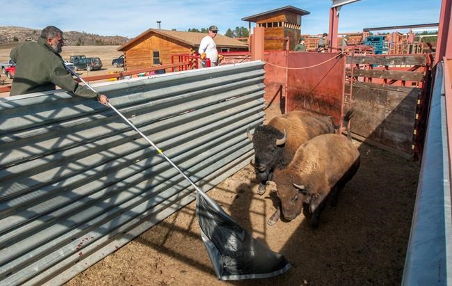 Wind Cave park workers thin bison herd | iNFOnews.ca