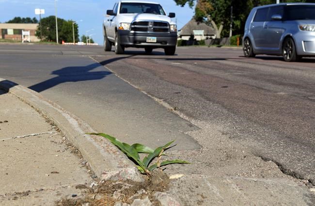 South Dakota city mourns urban cornstalk's brief life | iNFOnews.ca