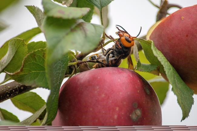 Washington state discovers first 'murder hornet' nest in US | iNFOnews.ca