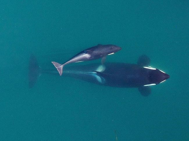 Ships slowing in busy channel to protect endangered orcas | iNFOnews.ca