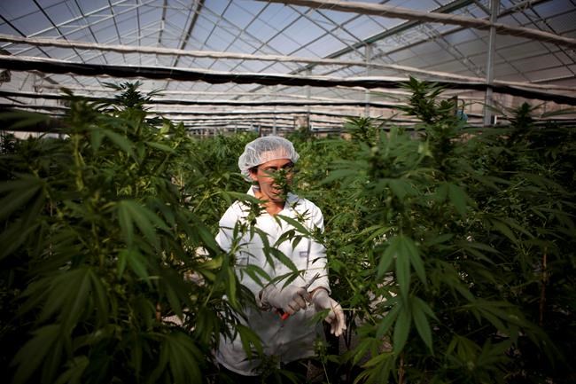 Holy Smokes! Israel takes step toward marijuana reforms | iNFOnews.ca