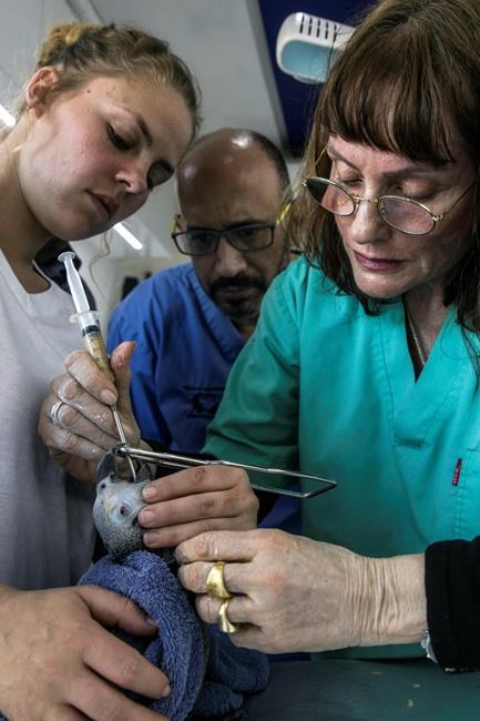 Gaza parrot gets treatment from Israeli animal rights group | iNFOnews.ca