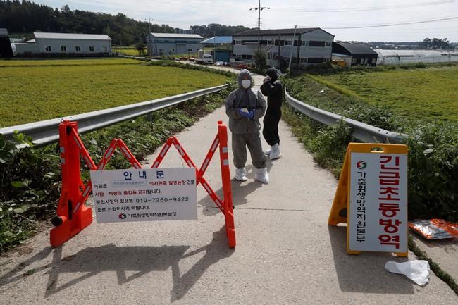 South Korea reports more suspected swine fever cases | iNFOnews.ca
