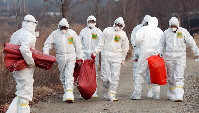 Gloomy start to year of rooster as bird flu hits South Korea | iNFOnews.ca