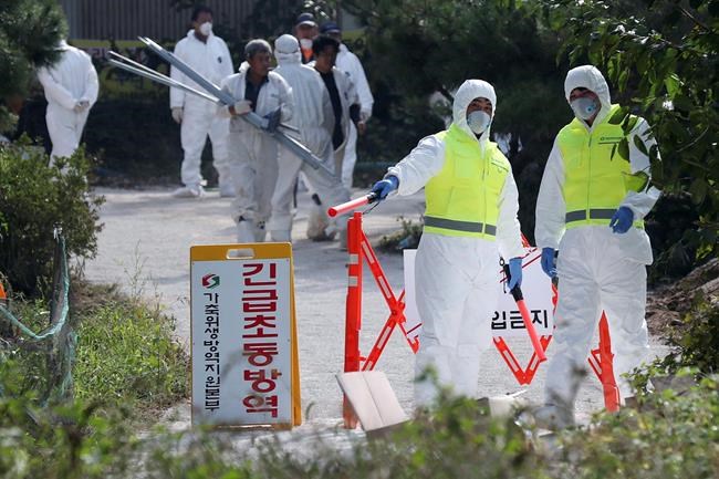 Fears grow in South Korea as tests confirm more swine fever | iNFOnews.ca Fears grow in South Korea as tests confirm more swine fever | iNFOnews.ca