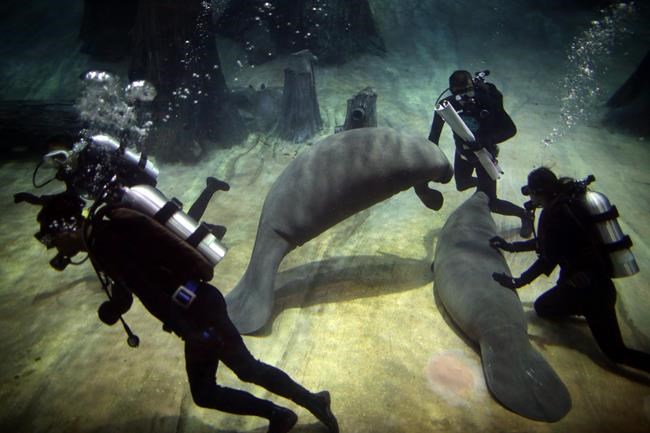 Image of Asia: Feeding West Indian manatees | iNFOnews.ca