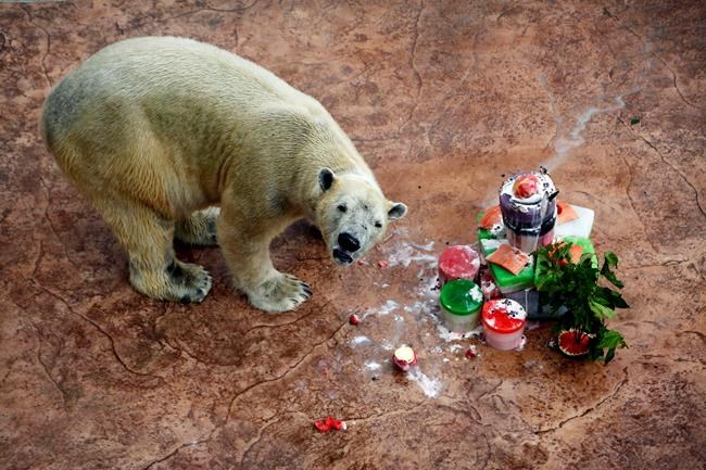 Singapore puts down 27-year-old polar bear born in tropics | iNFOnews.ca