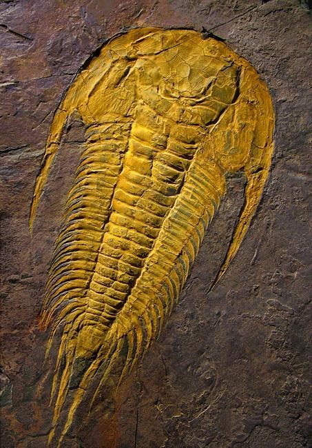 Fossil expert gives famous 'butterfly of the sea' specimen back to Newfoundland | iNFOnews.ca Fossil expert gives famous 'butterfly of the sea' specimen back to Newfoundland | iNFOnews.ca