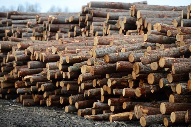 Canada's small, medium lumber producers to feel U.S. retribution the most | iNFOnews.ca