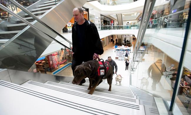 Questions ahead as feds pave way for more on service dogs for vets with PTSD | iNFOnews.ca