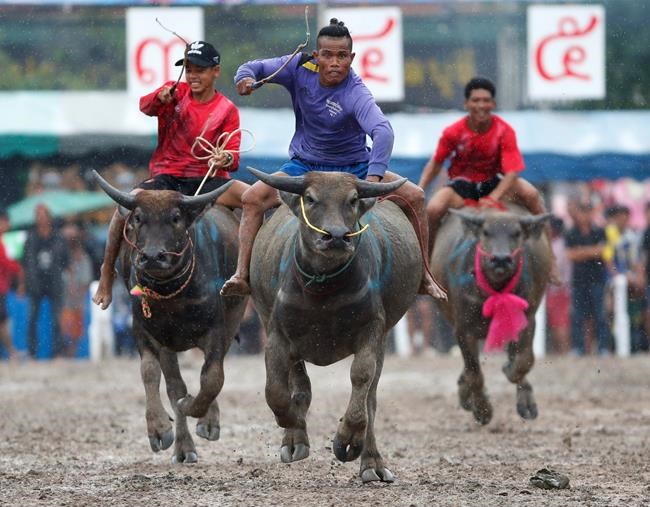 Image of Asia: Water buffaloes race before rice harvest | iNFOnews.ca