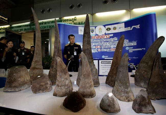 Thailand sentences 3 to prison over smuggling of rhino horns | iNFOnews.ca CP537476309