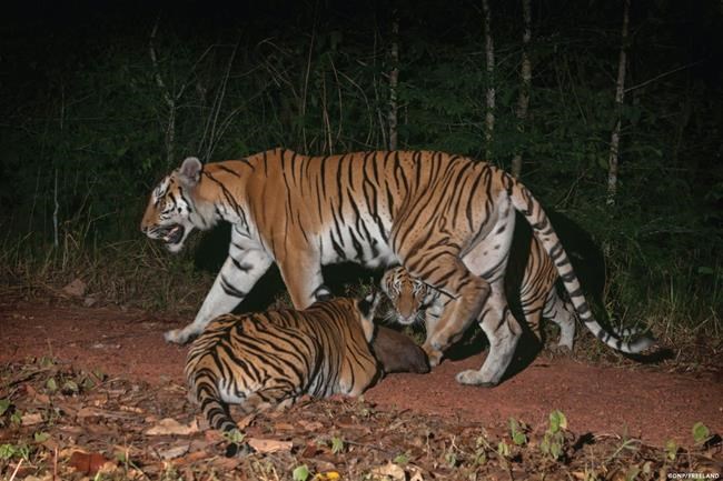 Thai jungle seen as breeding ground for Indochinese tigers | iNFOnews.ca Thai jungle seen as breeding ground for Indochinese tigers | iNFOnews.ca