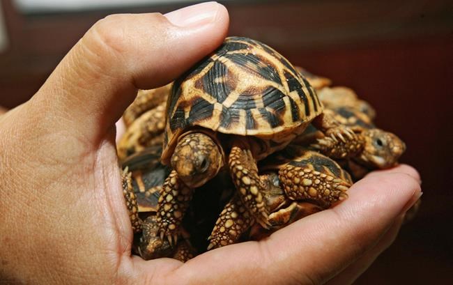 Wildlife group: Exotic pets trade activity rises on Facebook | iNFOnews.ca Wildlife group: Exotic pets trade activity rises on Facebook | iNFOnews.ca