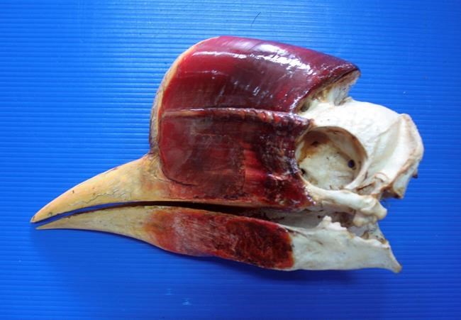 Better protection sought for Thailand's helmeted hornbill | iNFOnews.ca