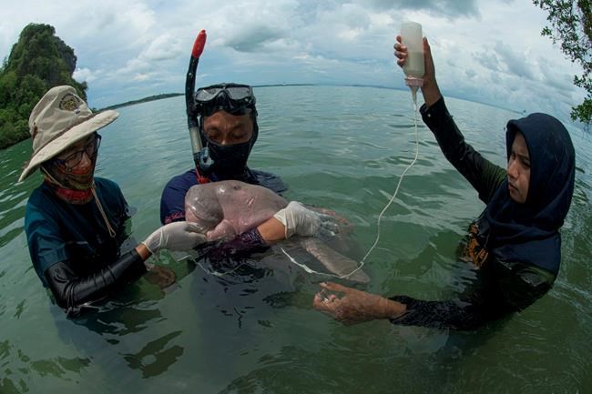 Thai marine biologist pleads for dugong conservation plan | iNFOnews.ca