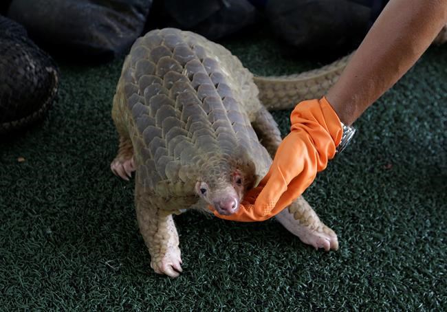 More than 100 endangered pangolins seized in Thailand | iNFOnews.ca