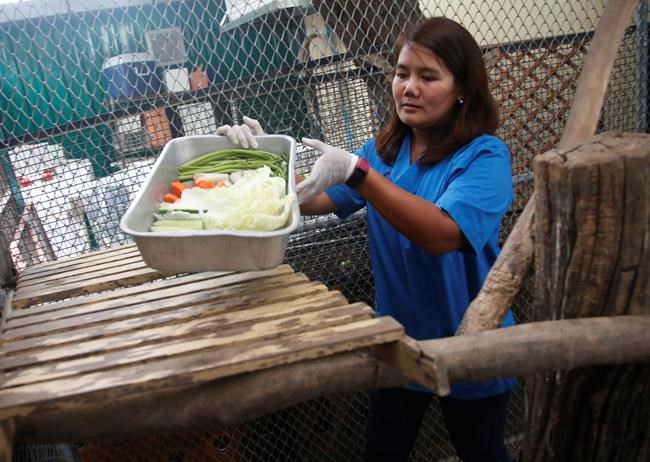 Thailand's chunky monkey on diet after gorging on junk food | iNFOnews.ca