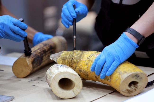 Thailand seizes large elephant tusks worth over $450,000 | iNFOnews.ca