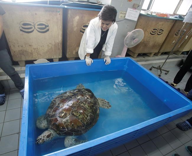 Sea turtle flaps flippers in 1st rehab swim after surgery | iNFOnews.ca Sea turtle flaps flippers in 1st rehab swim after surgery | iNFOnews.ca