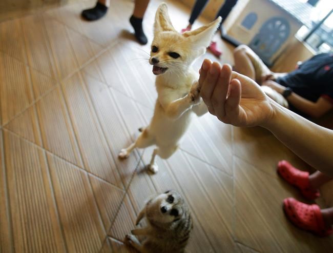 A bit wild: Asian animal cafes go from mere cats to meerkats | iNFOnews.ca CP1678531823