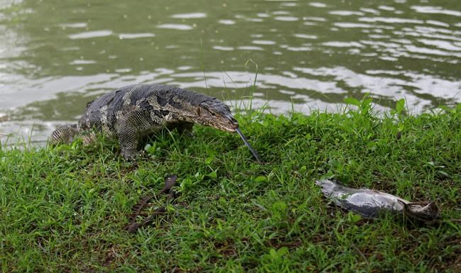 Bangkok starts to clear lizards from popular park | iNFOnews.ca