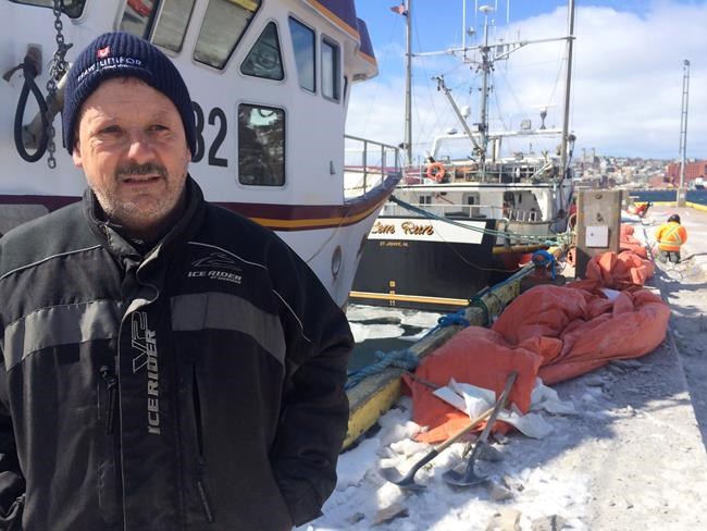 Newfoundland's northern cod on rebound: 'Those are very phenomenal numbers' | iNFOnews.ca
