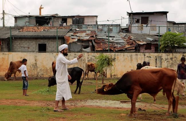 Sri Lanka government decides to ban cattle slaughter | iNFOnews.ca Sri Lanka government decides to ban cattle slaughter | iNFOnews.ca